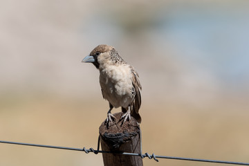 Sociable weaver bird sitting on fence post with soft background, Namibia