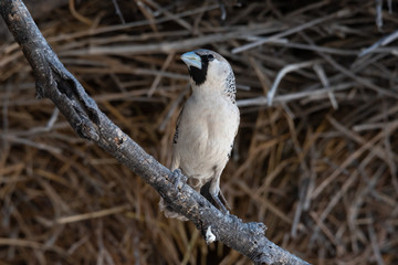 Common sociable weaver on branch in front of nest, Namibia