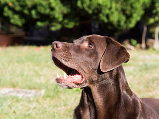Brown Labrador Retriever Dog