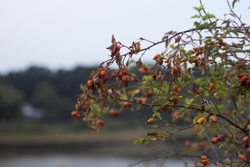 Ripe rose hips, the collection of medicinal plants, background