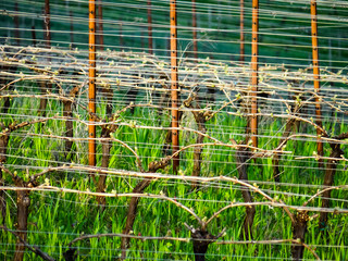 A close up of an early spring vineyard, looking through trellis wires highlighted by sun, vines just breaking bud, red metal stakes glowing in the sun.