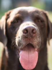 Brown Labrador Retriever Dog Nose Close Up