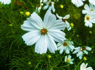 Beautiful white cosmos flower in the garden. For a background