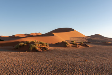 Fototapeta na wymiar Beautiful S-curved dune at Sossusvlei in morning light and blue sky, Sossusvlei, Namibia