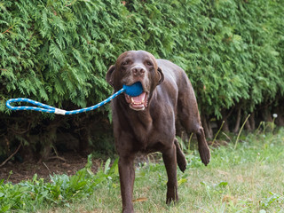 Brown Labrador Retriever Dog playing with a ball