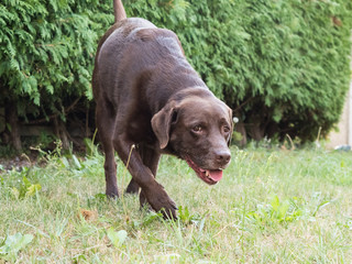 Brown Labrador Retriever Dog