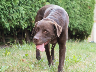 Brown Labrador Retriever Dog