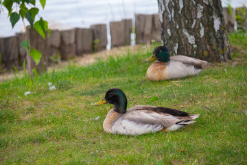Two ducks on the grass near the pond. Birds