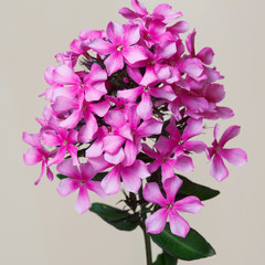 Inflorescence pink phlox isolated on a beige background.