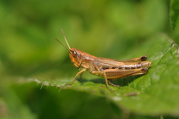 közönséges rétisáska (Chorthippus parallelus)