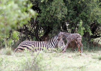 Zebra giving birth and defending baby