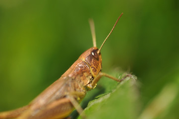 közönséges rétisáska (Chorthippus parallelus)
