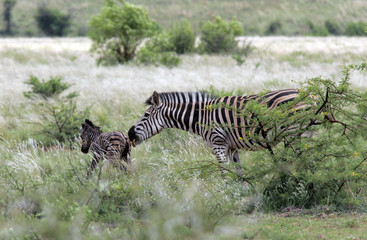 Fototapeta na wymiar Zebra giving birth and defending baby