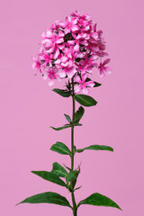 A lush bouquet of phlox isolated on a pink background.