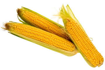 three fresh cobs of corn from the garden on a white background, isolated objects
