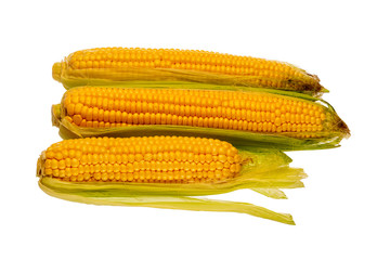 three fresh cobs of corn from the garden on a white background, isolated objects