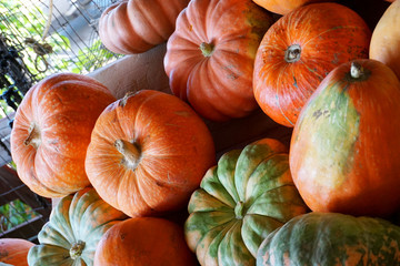 Many of pumpkins in vegetable shop