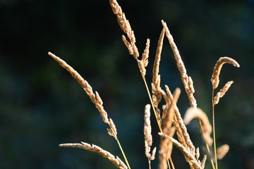 Grasses in silhouette