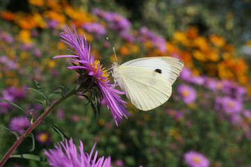 Fototapeta Motyl ,motyl na kwiecie obraz