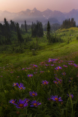 Mt rainier NP is especially beautiful in summer when wildflowers start blooming.