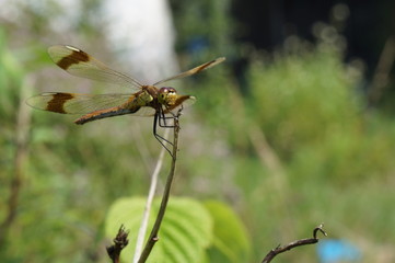 Ważka , siedząca ważka ,ważka na patyku