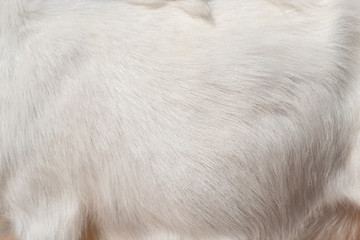 fur white goat.