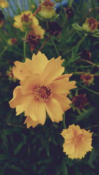 Flor amarela cheia de vida 