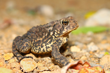 Fototapeta premium American Toad Illinois Wildlife