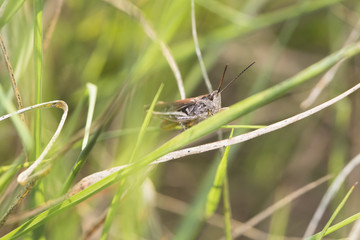 Macro photo of grasshopper in the meadow.