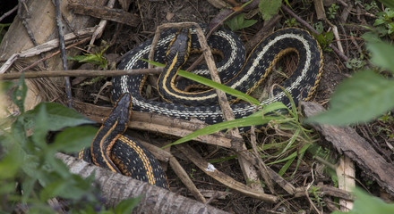 Two Garter Snakes coiled together in a wetland.