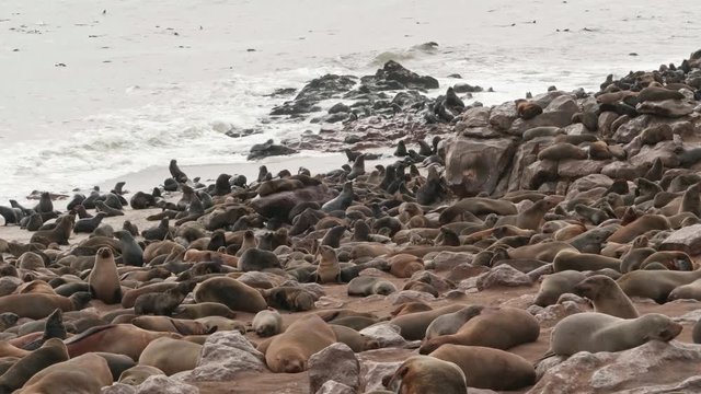 A lot of seals rest on the seashore
