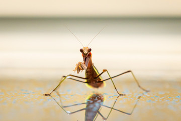 Cute smiling mantis praying in the summer rain