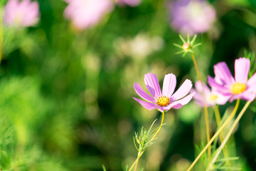 Fototapeta premium A photo of a flower. Place for your text.