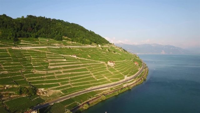 4K Aerial footage of Vineyard fields in Terrasses de Lavaux near Lausanne in Switzerland - UHD
