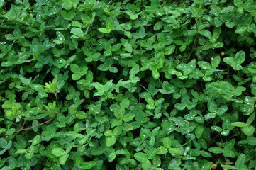 Obraz premium Background and textures of clover plants
