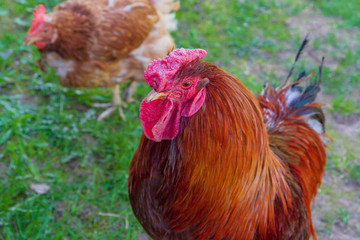 Chicken walk around the yard in the village in the spring