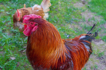 Chicken walk around the yard in the village in the spring