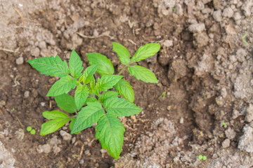 New sprout planted in spring in the ground