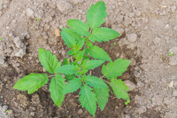 New sprout planted in spring in the ground