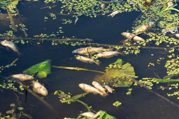 Dead fish in the river because of pollution of the river.