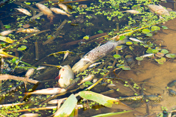 Obraz premium Dead fish in the river because of pollution of the river.
