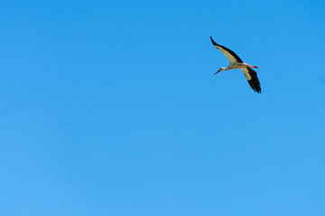 An adult stork flies high in the sky.