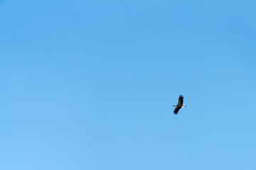 Obraz premium An adult stork flies high in the sky.