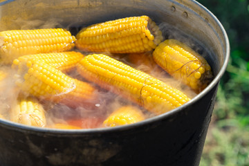 Boil corn in boiling water on a fire.