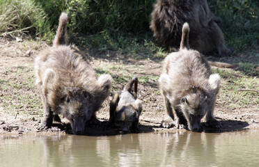 Fototapeta premium Baboons