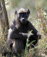 Baboon