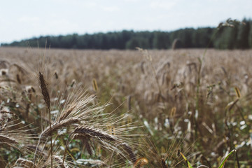 Fototapeta premium close up field with rye ears, agricultural background