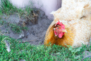 Chicken. Photo of a bird from a home farm.