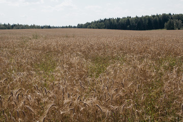 close up field with rye ears, agricultural background