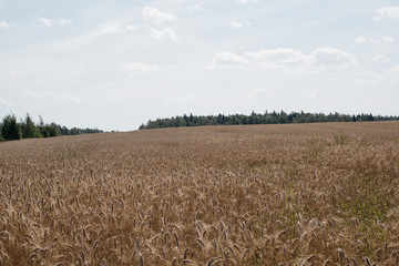 close up field with rye ears, agricultural background